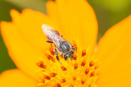 Bee eating pollen from flower on a nature background.