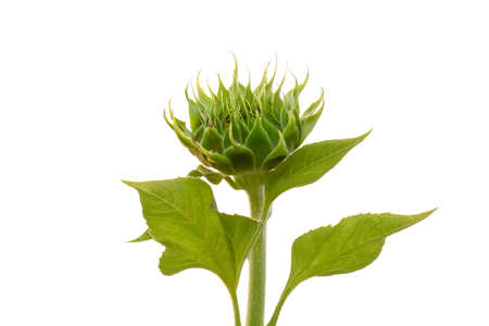 The immature sunflower will be bloom on a white background.の写真素材