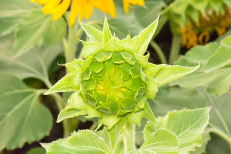 The immature sunflower will be bloom on a nature background.の写真素材