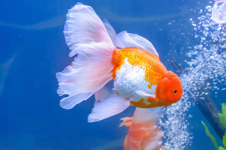The goldfish in the water, in the cabinet.の写真素材