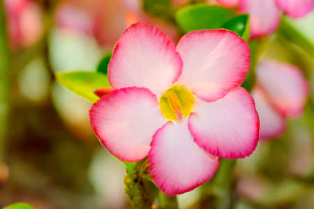 Desert Rose is a bright-colored flowers. Desert Roses are Thai Flower.の写真素材