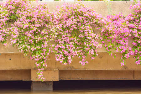The pink bougainvillea on the dam, near the river.の写真素材