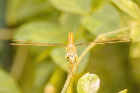 The dragonfly island on a tree branch on a nature background.の写真素材