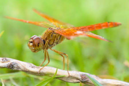 The dragonfly island on a tree branch on a nature background.の写真素材