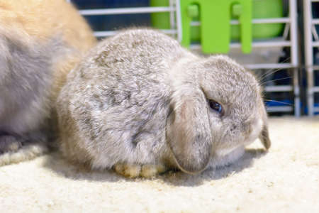Rabbit brown. It's small mammals. Bunny is a colloquial name for a rabbit.の写真素材