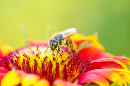 Bee eating pollen from gaillardia on a nature background.