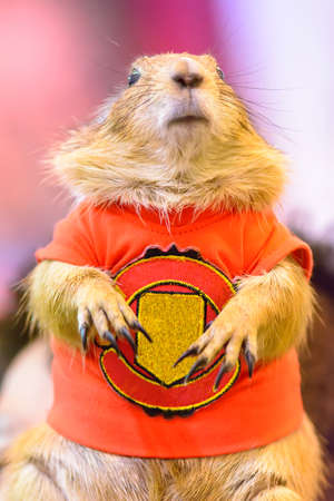 Prairie dog are poses photography. It's small mammals, are in the same family as squirrels.の写真素材