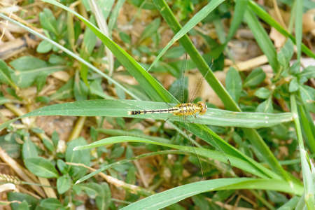 The dragonfly island on a leaf on a nature background.の写真素材