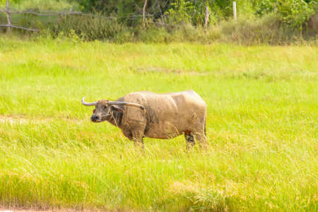 The buffalo standing on the meadow on a nature background.