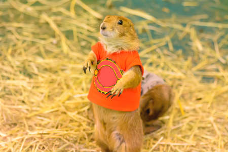 Squirrel.の写真素材