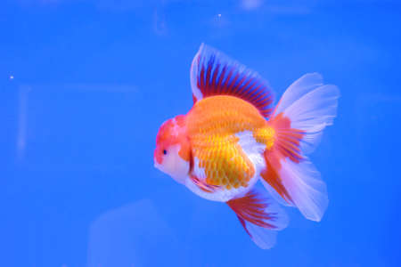 The goldfish in the water, in the cabinet.の写真素材