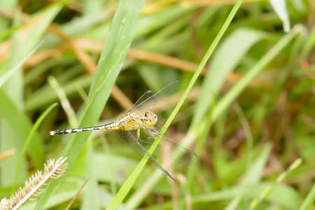 The dragonfly island on a leaf on a nature background.
