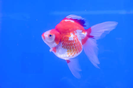 The goldfish in the water, in the cabinet.の写真素材