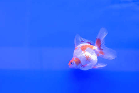 The goldfish in the water, in the cabinet.の写真素材