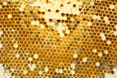 Nest of apis florea consists an embryo, adult and sweet water. Apis florea or dwarf honey bee, is one of two species of small.の写真素材