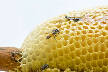 Nest of apis florea consists an embryo, adult and sweet water. Apis florea or dwarf honey bee, is...