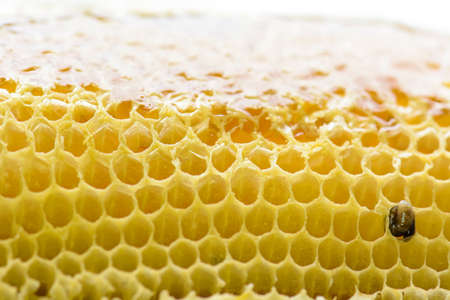 Nest of apis florea consists an embryo, adult and sweet water. Apis florea or dwarf honey bee, is...