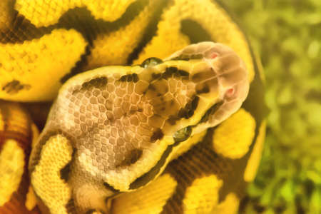 Burmese python is curled up.の写真素材