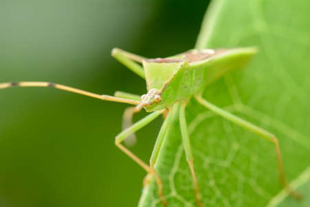 The green grasshopper on leaf on a nature background.の写真素材