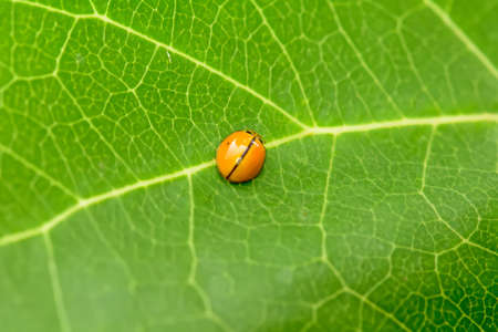 The ladybug on a leaf on a nature background.の写真素材