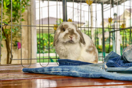 The rabbit are sitting on a wooden bed.の写真素材