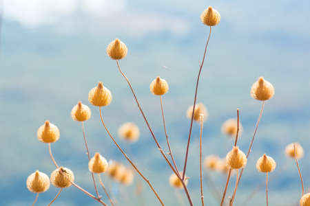 Poaceae or Gramineae many species. It is beaitiful and outstanding.の写真素材