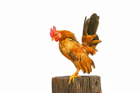 The serama or the malaysian serama are poses on the timber on a white background.の写真素材