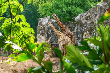 The giraffe couple in a forest model.の写真素材
