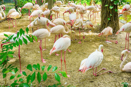 Meny greater flamingo live in a forest model.の写真素材