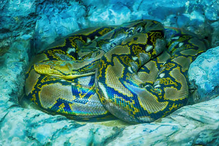 Reticulated python curve on the big rock.の写真素材