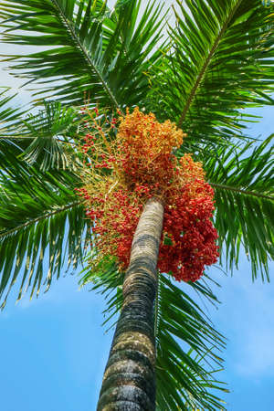 Effects of cyrtostachys renda on a nature background.の写真素材