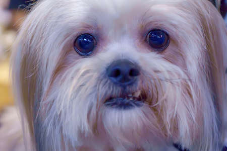 Closeup the dog. It's man's best friend.