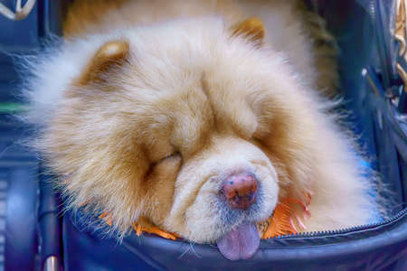 The dog sleep in a wheelchair. It's cute.の写真素材