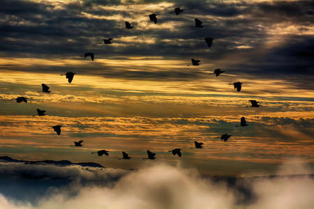 Golden cloudy sky at sunset and siluate masses heron flying are heart symbol are landscape in...