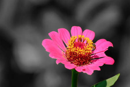 Bee eating pollen from zinnia elegans on a black&white background.の写真素材