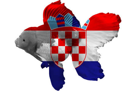 Flag of Croatia on goldfish with black background.の写真素材
