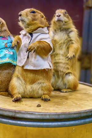 Prairie dog are poses photography. It's small mammals, are in the same family as squirrels.の写真素材