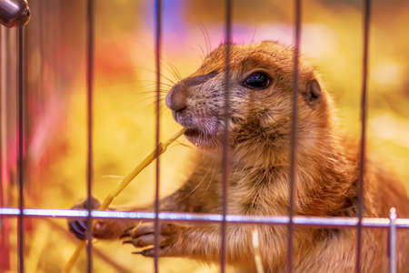 The prairie dog in a cage. It's small mammals, are in the same family as squirrels.の写真素材