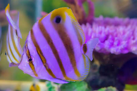 The marine fish are color of the sea.