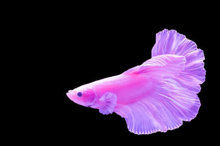 The fighting fish in the cabinetの写真素材