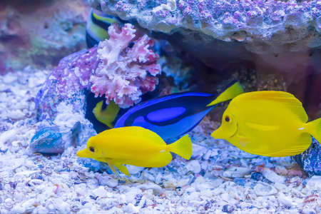 The marine fish are color of the sea.