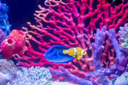 The marine fish are color of the sea.の写真素材