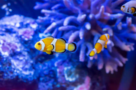 The marine fish are color of the sea.の写真素材