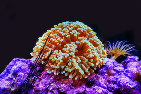 The sea anemone are color of the sea.