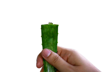 The aloe vera on a white background.の写真素材