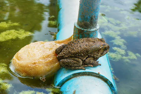 The frog spawn in the pond in the park.の写真素材
