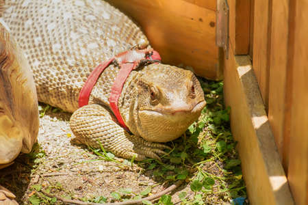 The monitor lizard on a nature background.の写真素材