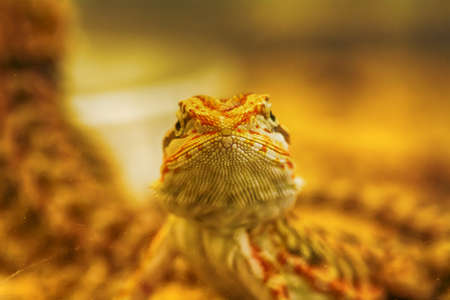The chameleons on a nature background.