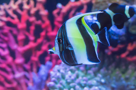 The marine fish are color of the sea.の写真素材