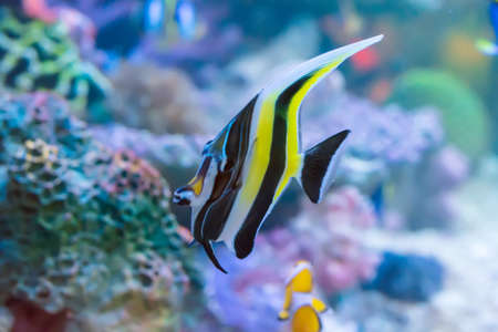 The marine fish are color of the sea.の写真素材